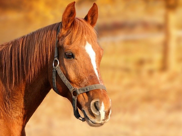 paardencoaching